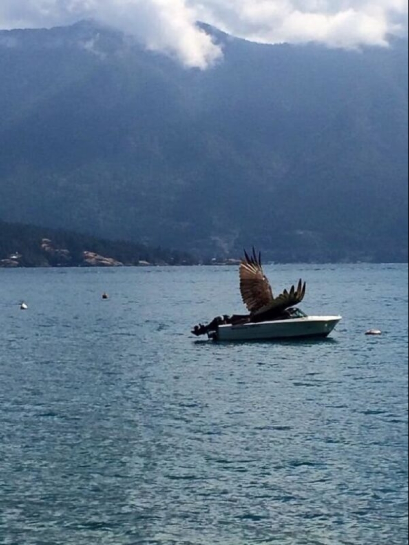 50 silly, ridiculous, indecent pictures of animals 50 silly, ridiculous, indecent pictures of animals