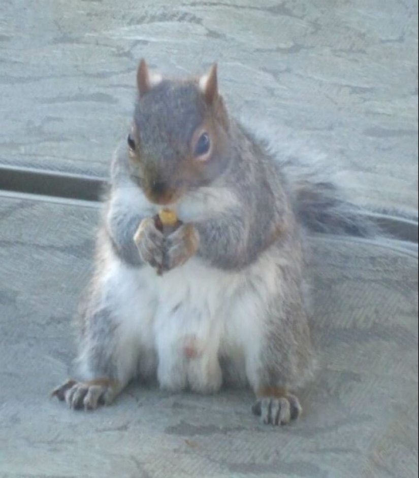 50 silly, ridiculous, indecent pictures of animals 50 silly, ridiculous, indecent pictures of animals