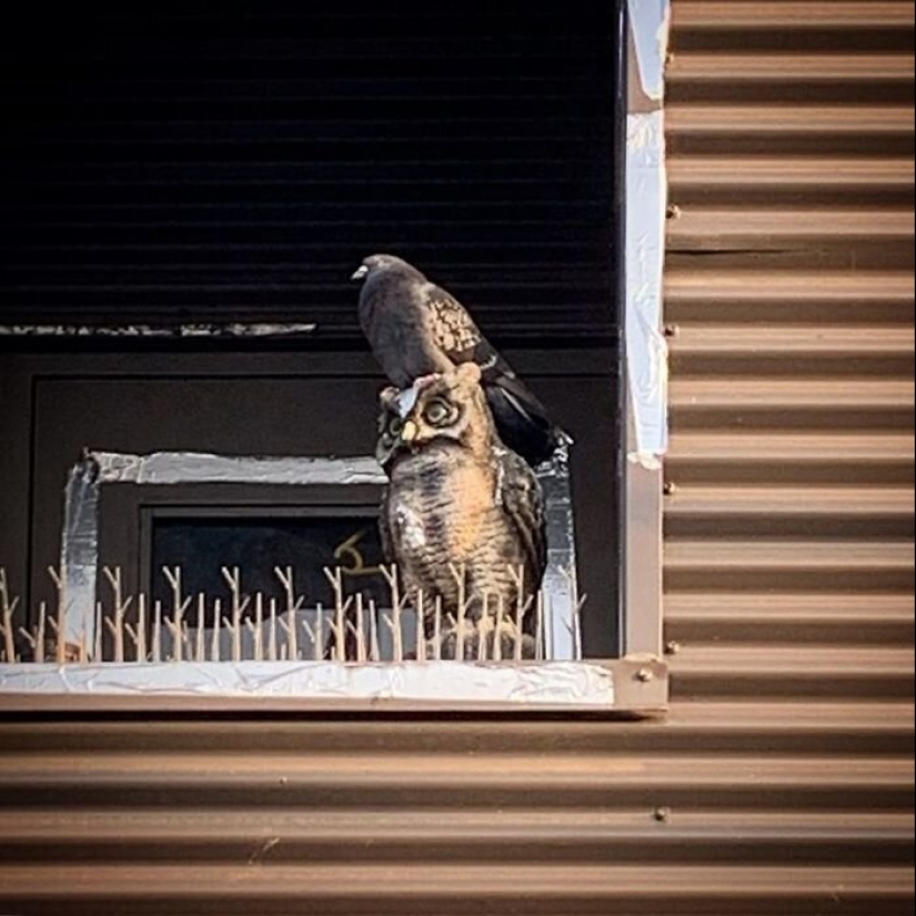 50 silly, ridiculous, indecent pictures of animals 50 silly, ridiculous, indecent pictures of animals