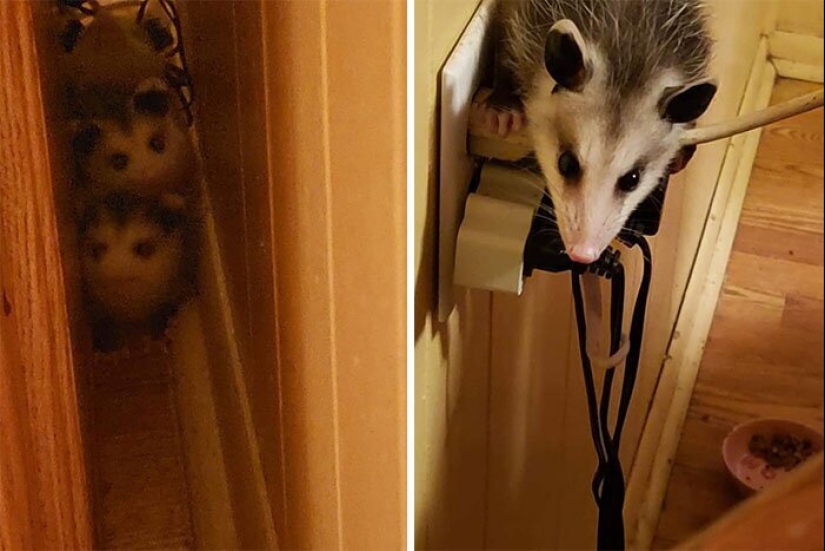 50 silly, ridiculous, indecent pictures of animals 50 silly, ridiculous, indecent pictures of animals