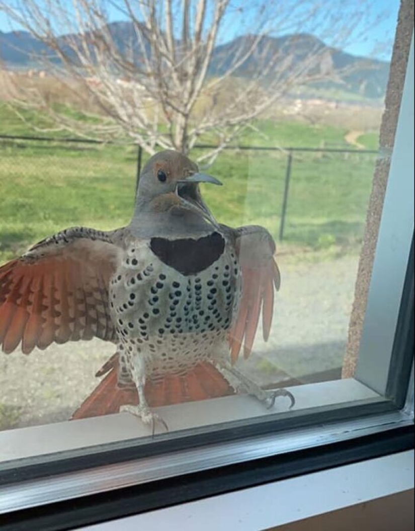 50 silly, ridiculous, indecent pictures of animals 50 silly, ridiculous, indecent pictures of animals