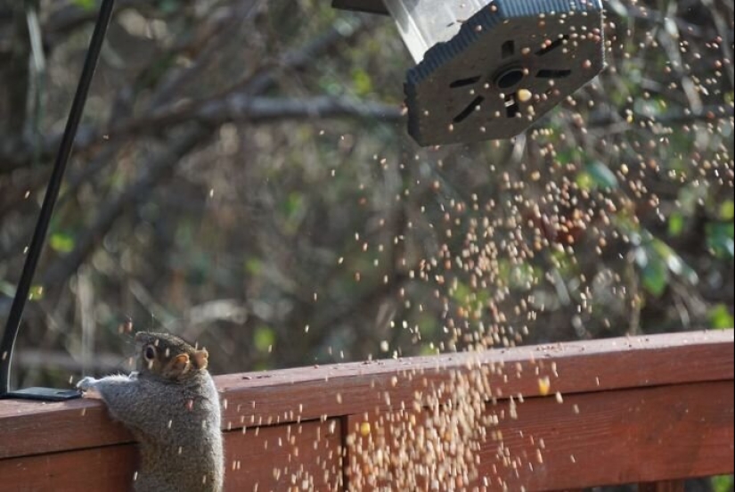 50 silly, ridiculous, indecent pictures of animals 50 silly, ridiculous, indecent pictures of animals