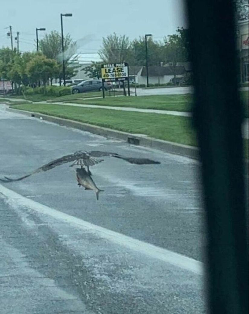 50 silly, ridiculous, indecent pictures of animals 50 silly, ridiculous, indecent pictures of animals