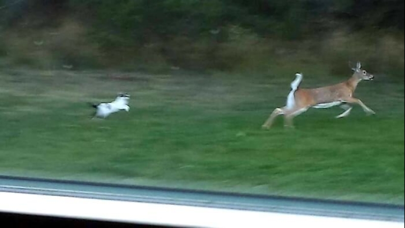 50 silly, ridiculous, indecent pictures of animals 50 silly, ridiculous, indecent pictures of animals