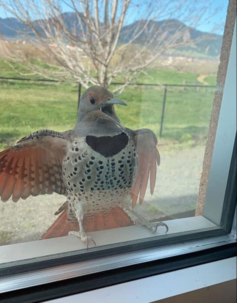 50 tonto, ridículo, indecente fotos de animales 50 tonto, ridículo, indecente fotos de animales