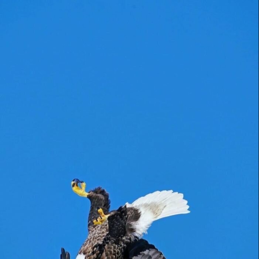 50 tonto, ridículo, indecente fotos de animales 50 tonto, ridículo, indecente fotos de animales