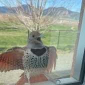 50 tonto, ridículo, indecente fotos de animales