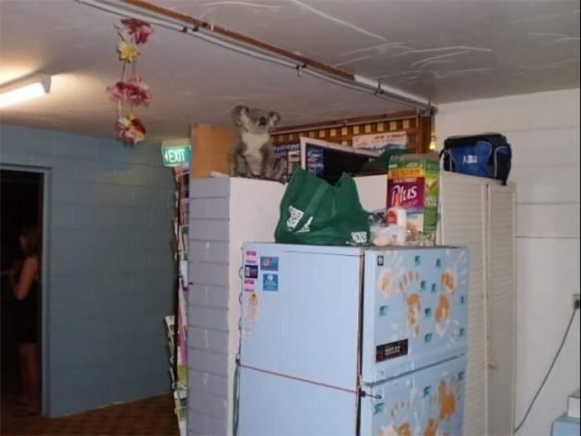 50 tonto, ridículo, indecente fotos de animales 50 tonto, ridículo, indecente fotos de animales