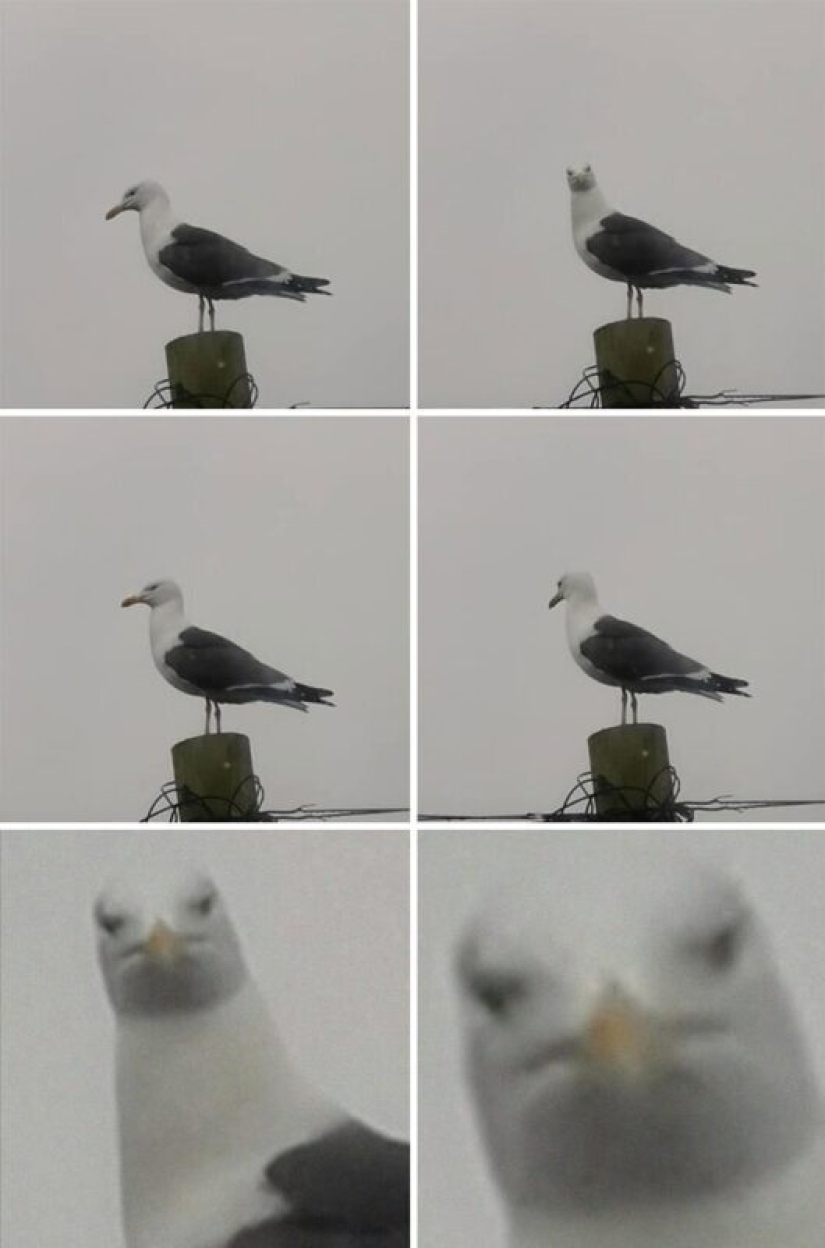 50 tonto, ridículo, indecente fotos de animales 50 tonto, ridículo, indecente fotos de animales