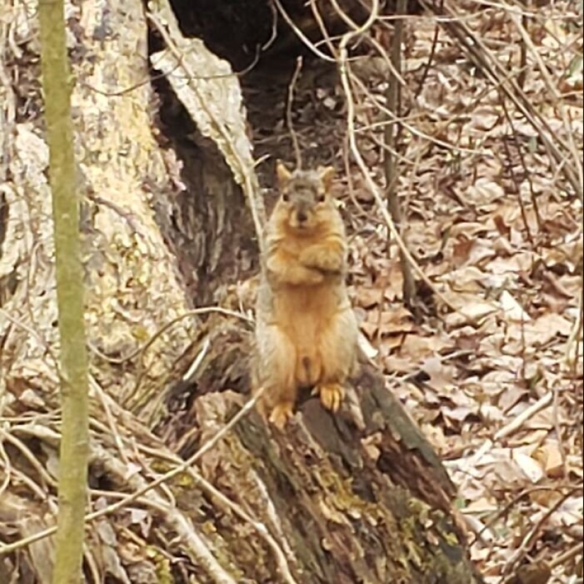 50 tonto, ridículo, indecente fotos de animales 50 tonto, ridículo, indecente fotos de animales