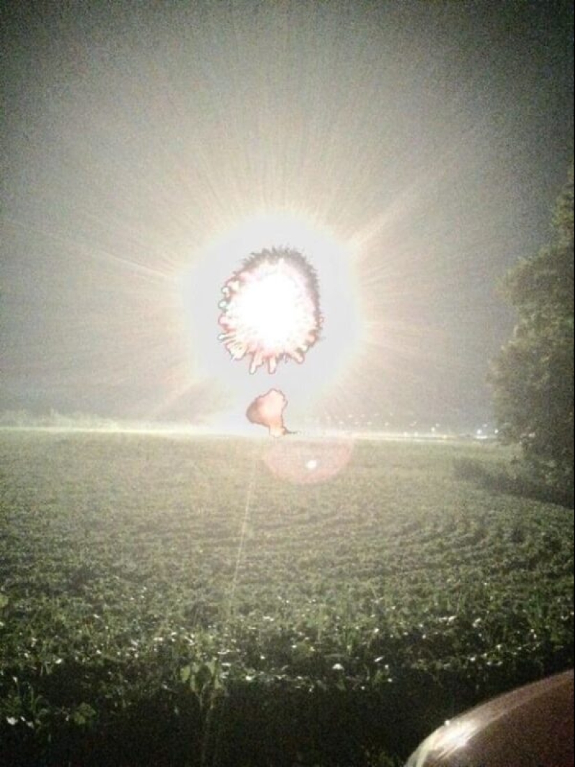 50 tonto, ridículo, indecente fotos de animales 50 tonto, ridículo, indecente fotos de animales