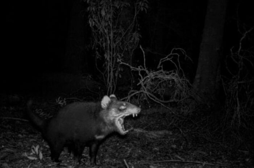 50 tonto, ridículo, indecente fotos de animales 50 tonto, ridículo, indecente fotos de animales