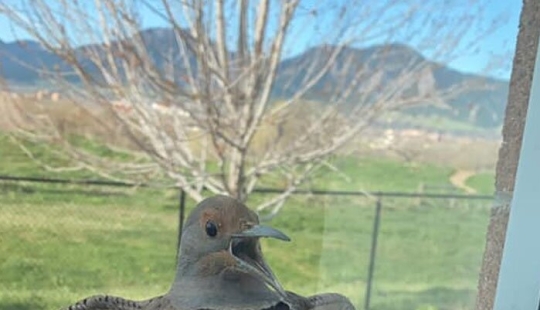 50 tonto, ridículo, indecente fotos de animales