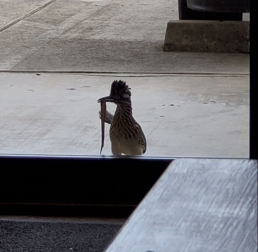 50 tonto, ridículo, indecente fotos de animales 50 tonto, ridículo, indecente fotos de animales