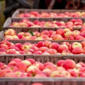 6 ancient ways to preserve apples until spring – proven for centuries