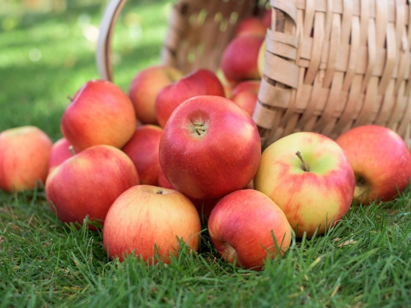 6 ancient ways to preserve apples until spring – proven for centuries 6 ancient ways to preserve apples until spring – proven for centuries