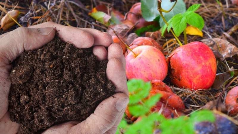 6 ancient ways to preserve apples until spring – proven for centuries 6 ancient ways to preserve apples until spring – proven for centuries