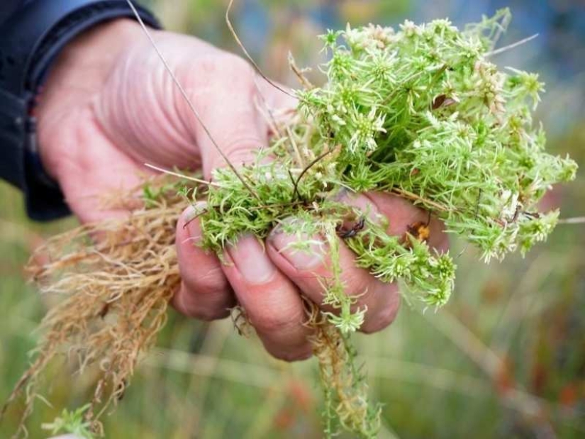 6 ancient ways to preserve apples until spring – proven for centuries 6 ancient ways to preserve apples until spring – proven for centuries