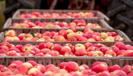 6 formas antiguas de conservar manzanas hasta la primavera: probadas durante siglos 6 formas antiguas de conservar manzanas hasta la primavera: probadas durante siglos