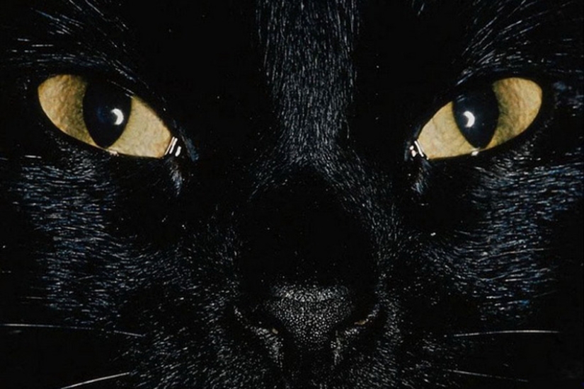 6 hábitos lindos de los gatos y sus explicaciones inesperadas 6 hábitos lindos de los gatos y sus explicaciones inesperadas