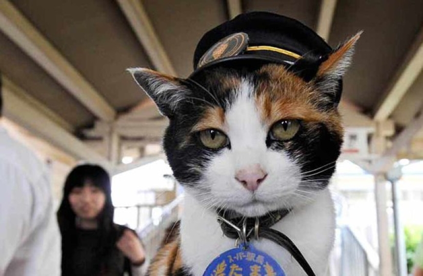 7 animals that have achieved more in life than you 7 animals that have achieved more in life than you