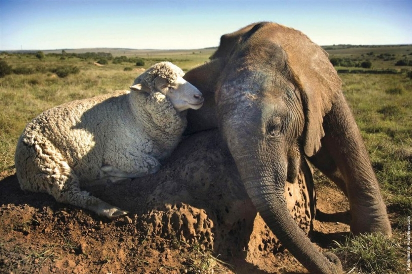 7 examples of an unusual friendship between animals