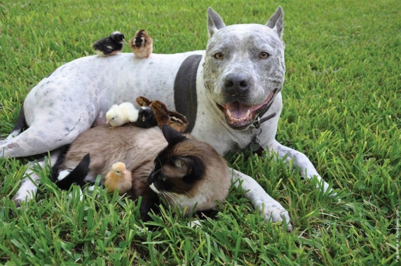 7 examples of an unusual friendship between animals