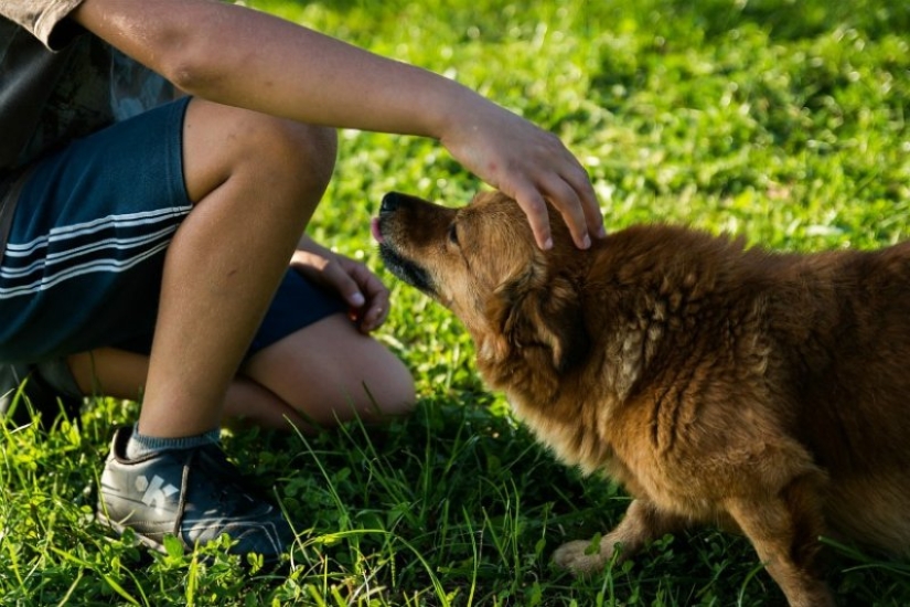 7 facts about the benefits of Pets for human health