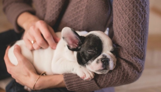 7 facts about the benefits of Pets for human health