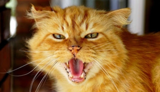 7 formas seguras de poner a cualquier gato en tu contra 7 formas seguras de poner a cualquier gato en tu contra