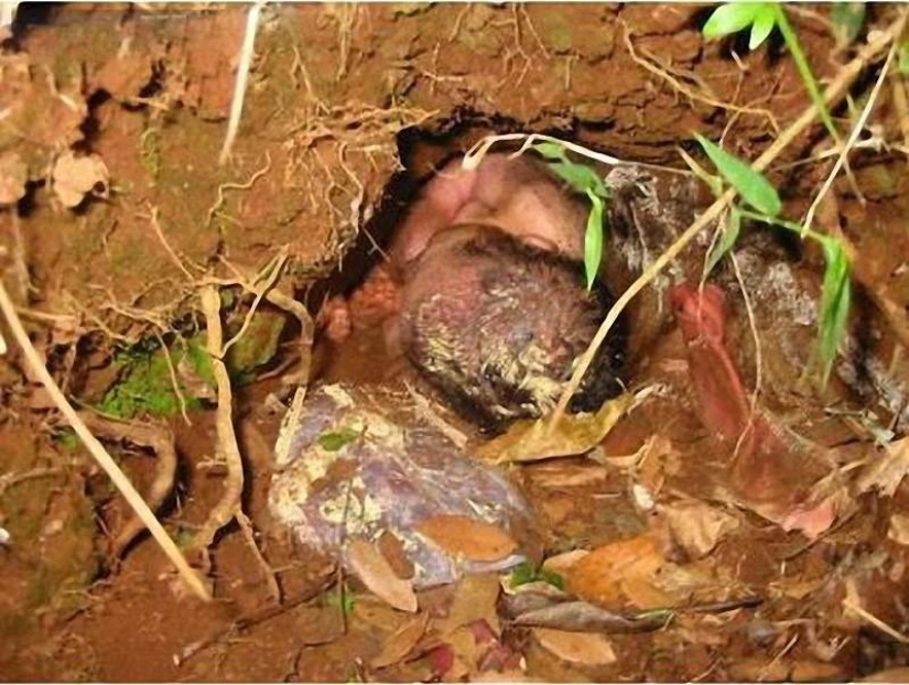 7 incredible stories of survival of babies 7 incredible stories of survival of babies