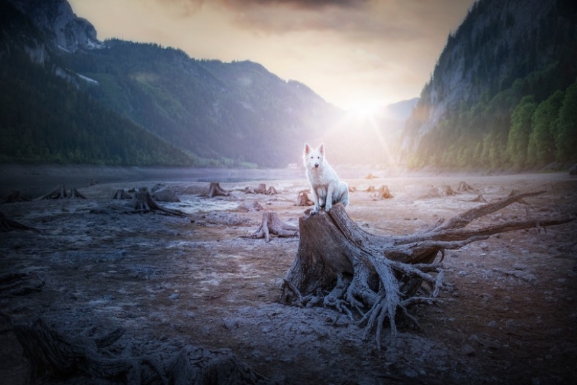 7 life hacks that will allow you to capture the" soul " of any animal in the photo 7 life hacks that will allow you to capture the" soul " of any animal in the photo