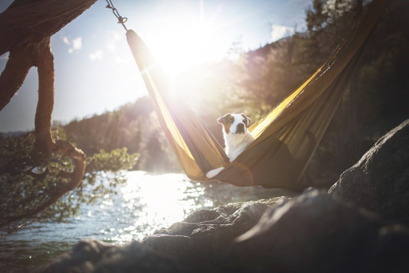 7 life hacks that will allow you to capture the" soul " of any animal in the photo 7 life hacks that will allow you to capture the" soul " of any animal in the photo