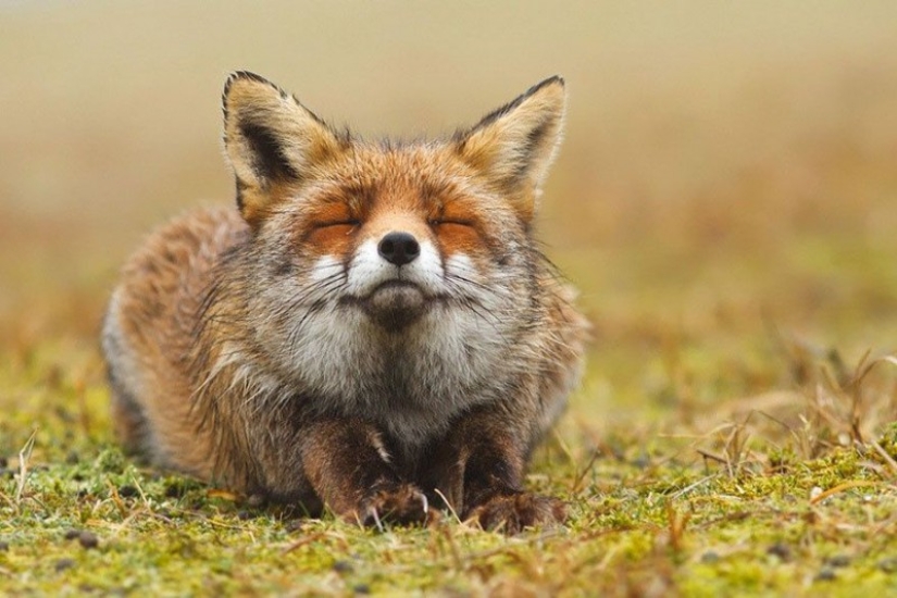 7 most mimic species of foxes 7 most mimic species of foxes