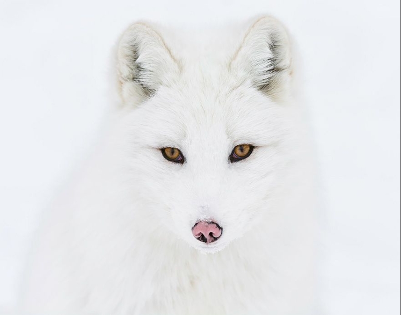 7 most mimic species of foxes 7 most mimic species of foxes