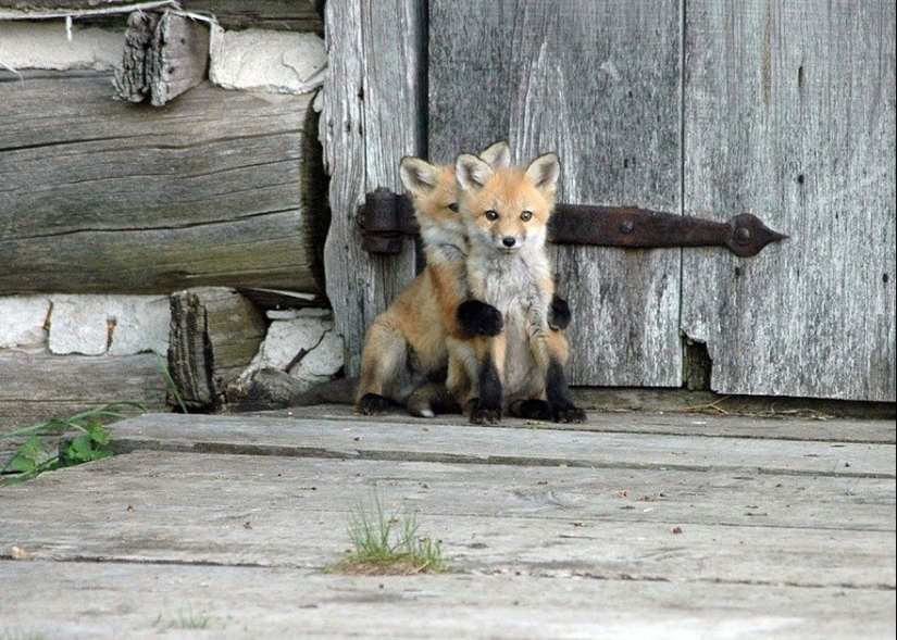 7 most mimic species of foxes 7 most mimic species of foxes