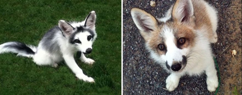 7 most mimic species of foxes 7 most mimic species of foxes