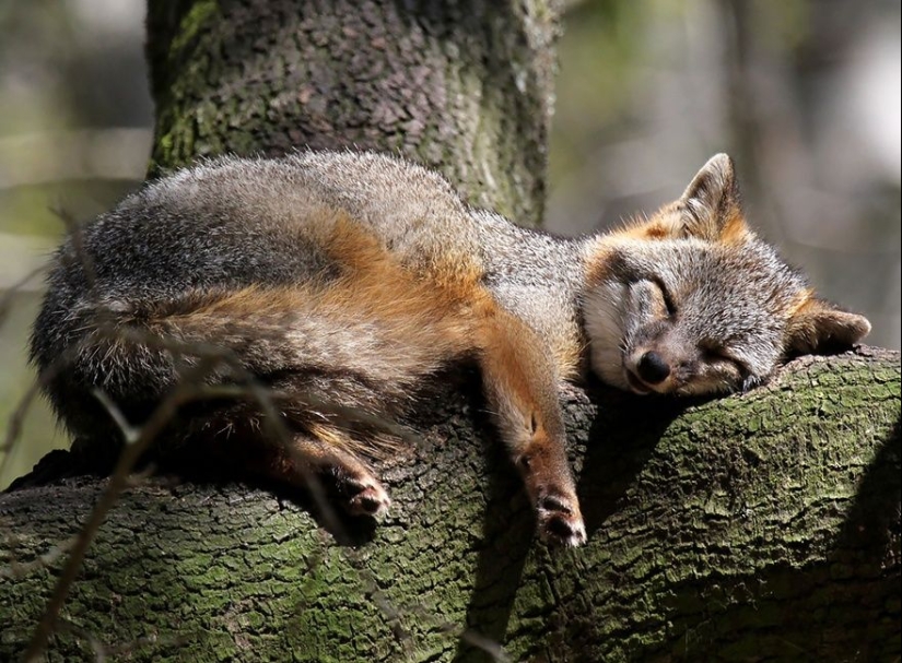 7 most mimic species of foxes 7 most mimic species of foxes