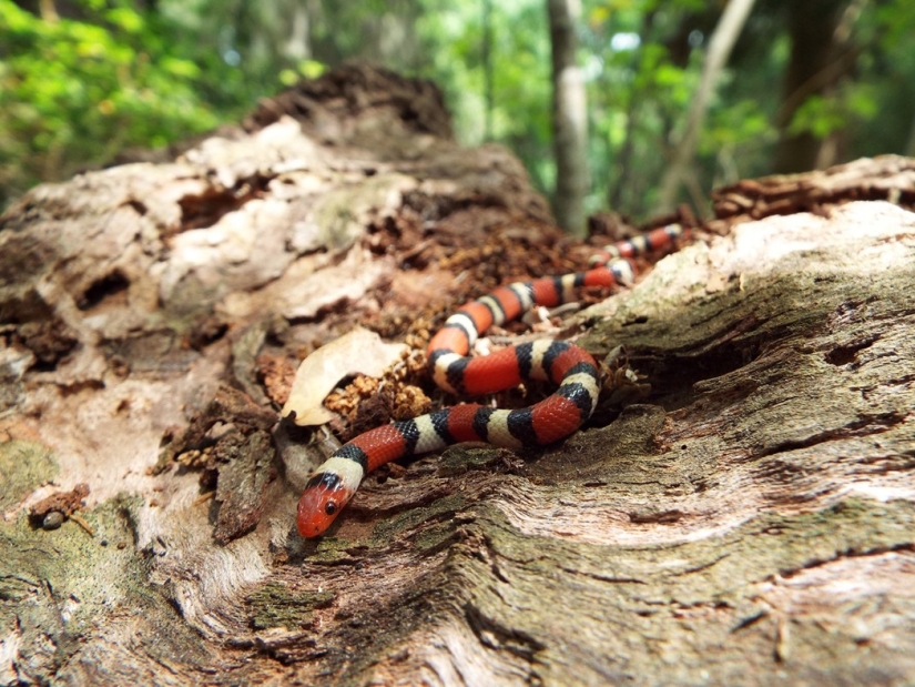 7 Terrifying Animals You Shouldn't Fear 7 Terrifying Animals You Shouldn't Fear