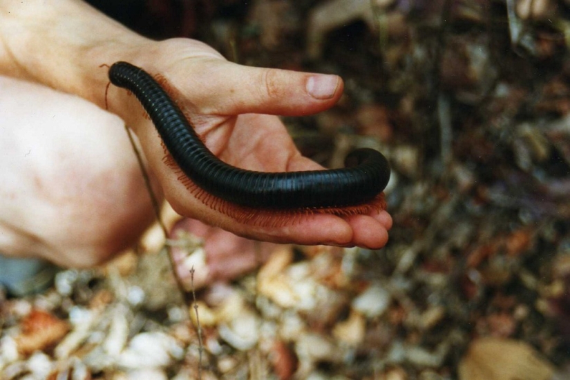 7 Terrifying Animals You Shouldn't Fear 7 Terrifying Animals You Shouldn't Fear