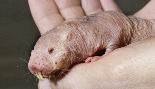 7 Terrifying Animals You Shouldn't Fear