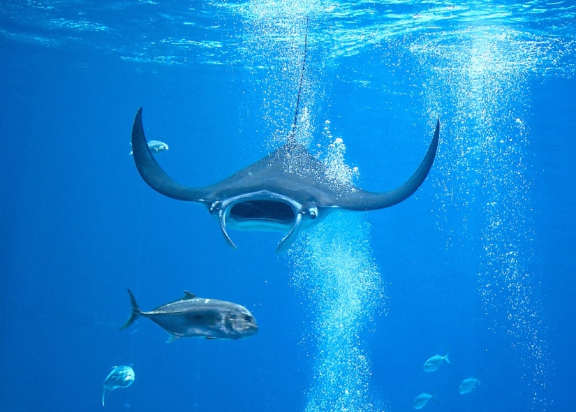 7 Terrifying Animals You Shouldn't Fear 7 Terrifying Animals You Shouldn't Fear