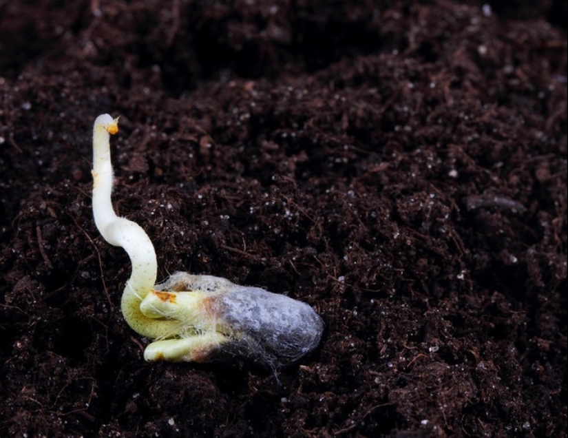 8 increíbles descubrimientos científicos que nos hemos perdido