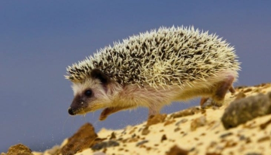 8 unexpected facts about hedgehogs — the most brutal animals of our latitudes 8 unexpected facts about hedgehogs — the most brutal animals of our latitudes