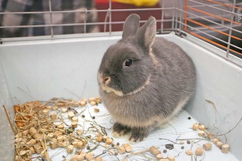 9 very strange methods that our ancestors used to diagnose pregnancy