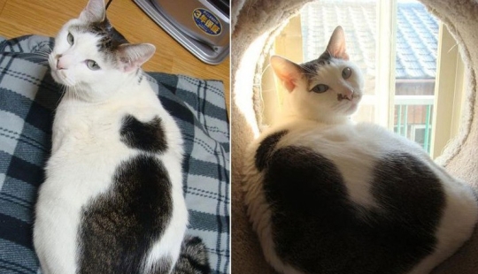 A cat with a cat: the creativity of nature on purrs A cat with a cat: the creativity of nature on purrs