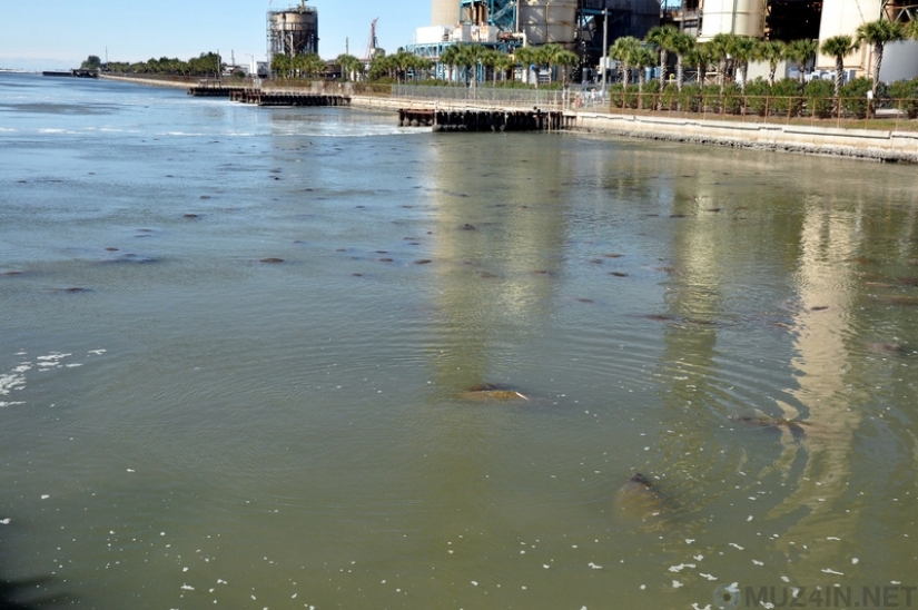 A fairy tale in reality: 7 places where you can see mermaids in real life A fairy tale in reality: 7 places where you can see mermaids in real life