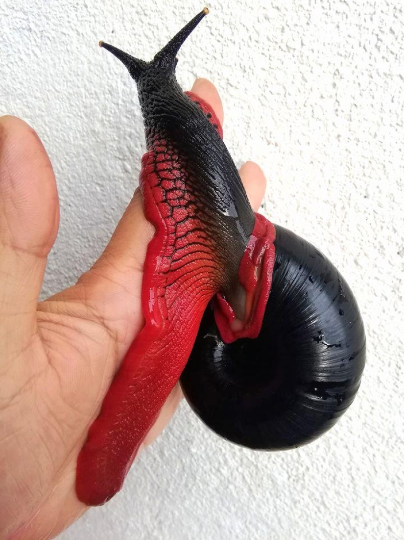 A fire snail could make you a millionaire, but it won't happen A fire snail could make you a millionaire, but it won't happen