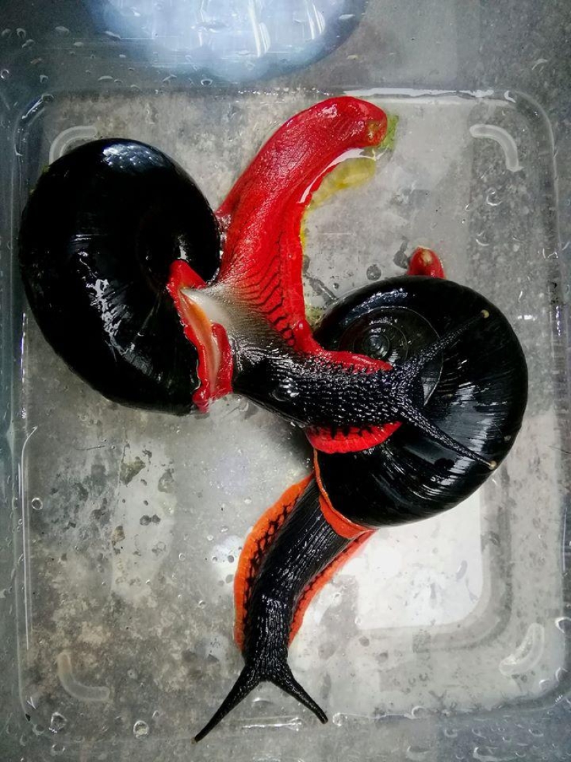 A fire snail could make you a millionaire, but it won't happen A fire snail could make you a millionaire, but it won't happen