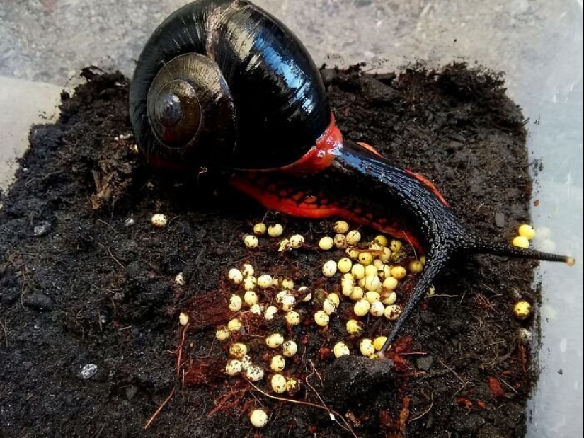 A fire snail could make you a millionaire, but it won't happen A fire snail could make you a millionaire, but it won't happen